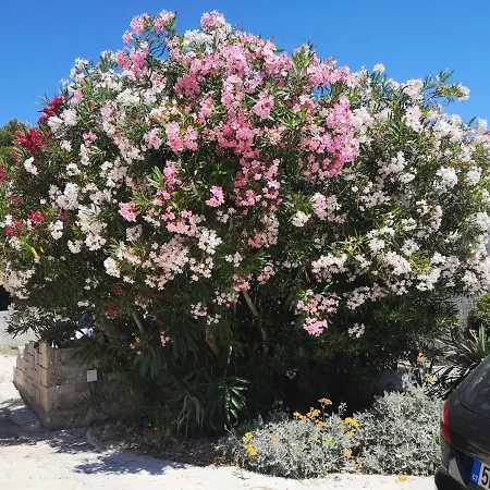 House Albertina Selca