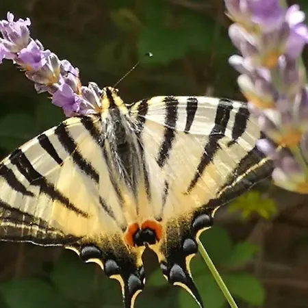 House Albertina 別荘 Selca